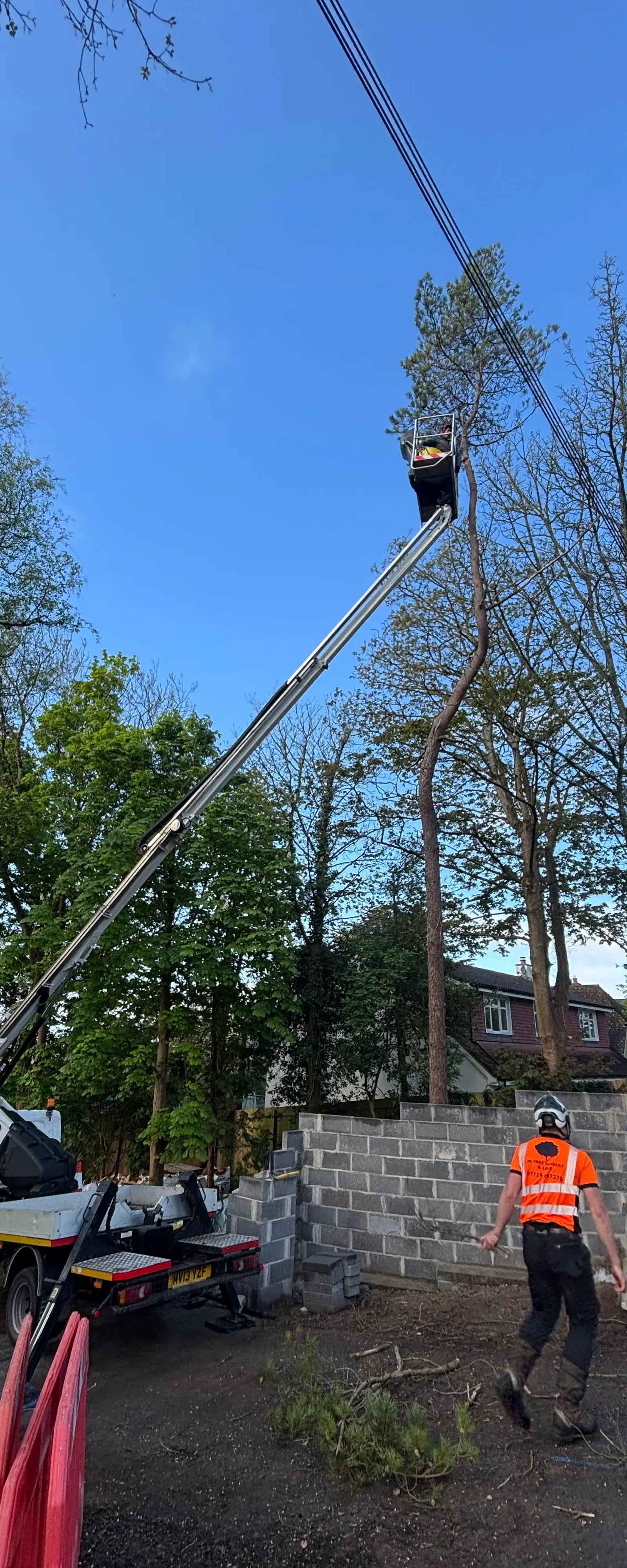 Tree surgeon carrying out professional work at height