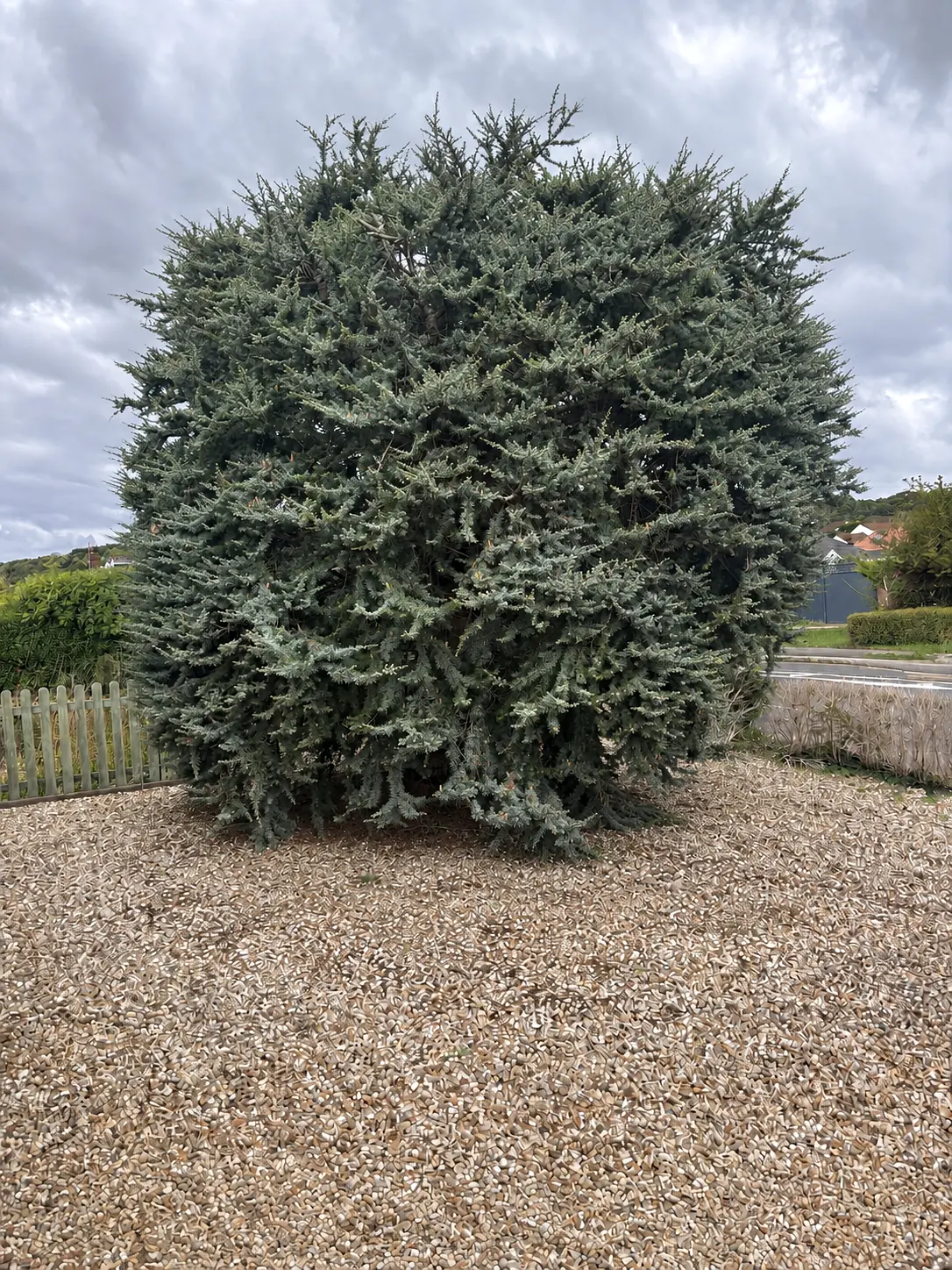 Large conifer before professional removal